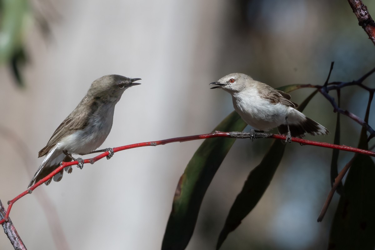 Western Gerygone - ML646493932