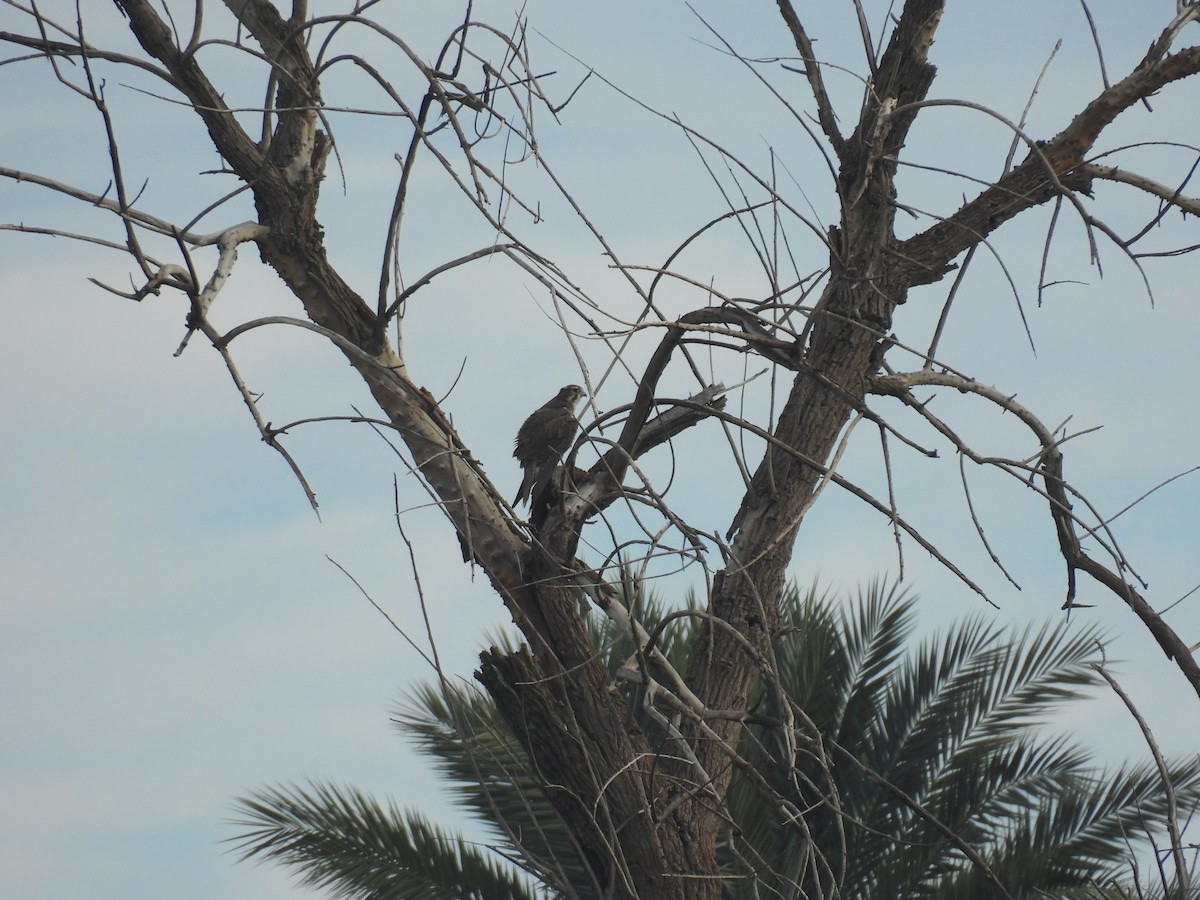 Prairie Falcon - ML646493933