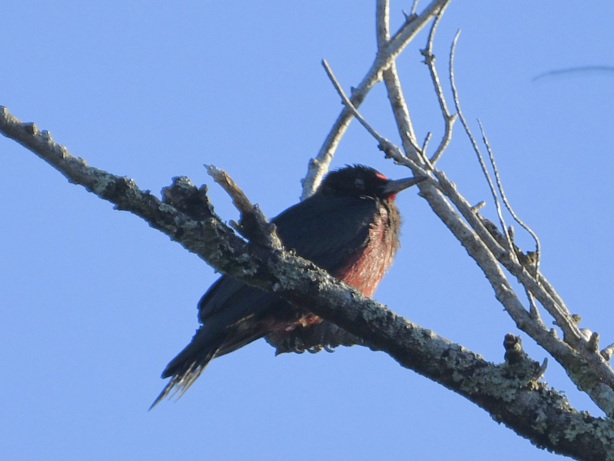 Lewis's Woodpecker - ML646493936