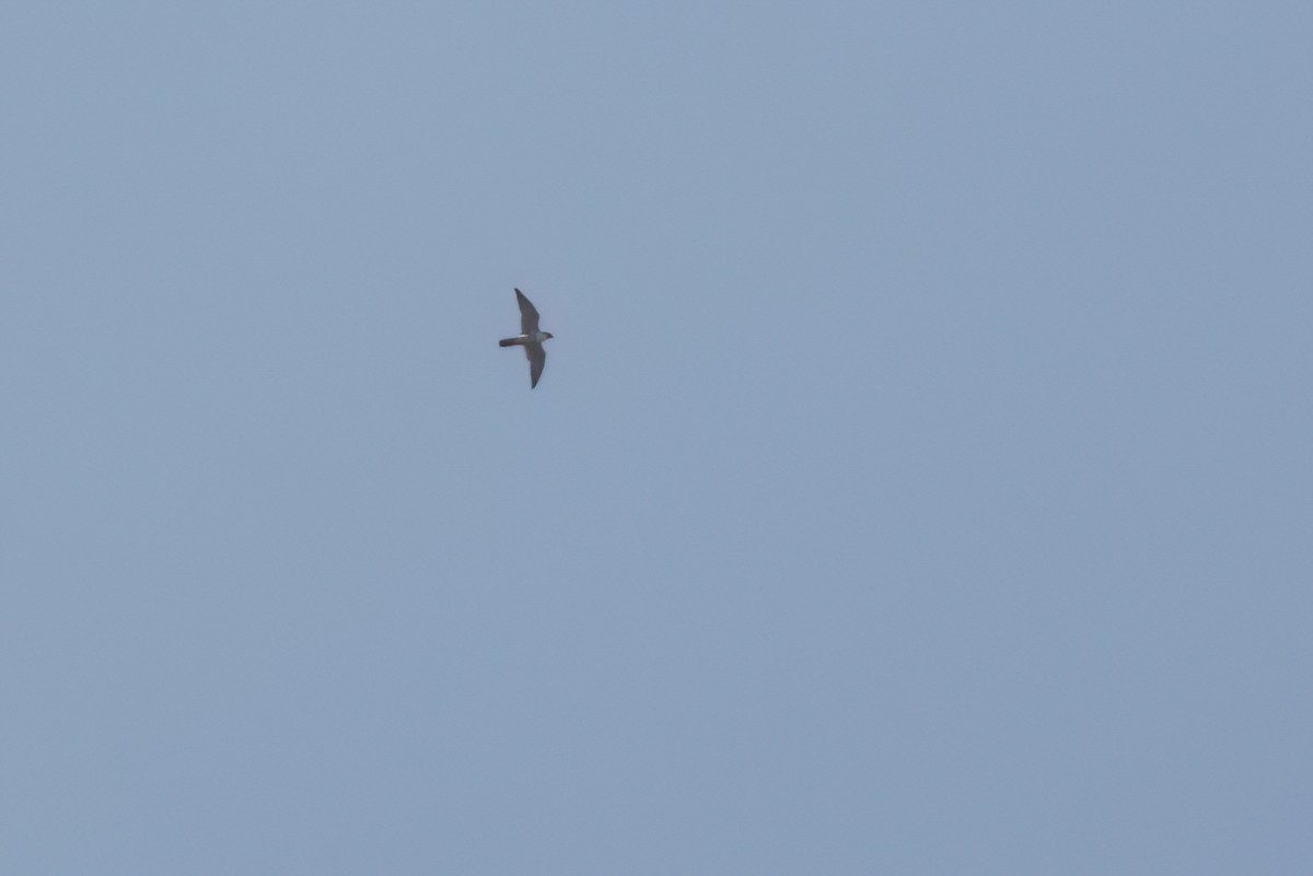 Peregrine Falcon - ML646493937