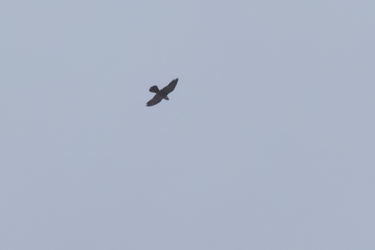 Peregrine Falcon - ML646493938