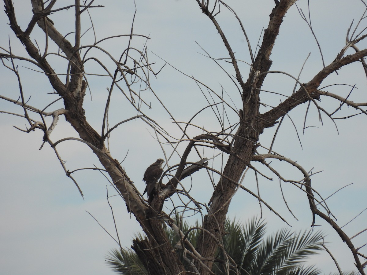 Prairie Falcon - ML646493939