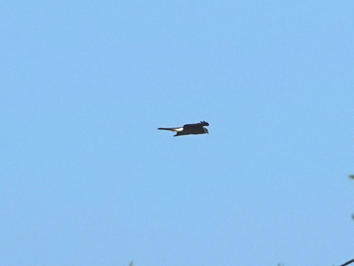 Cooper's Hawk - ML646493941