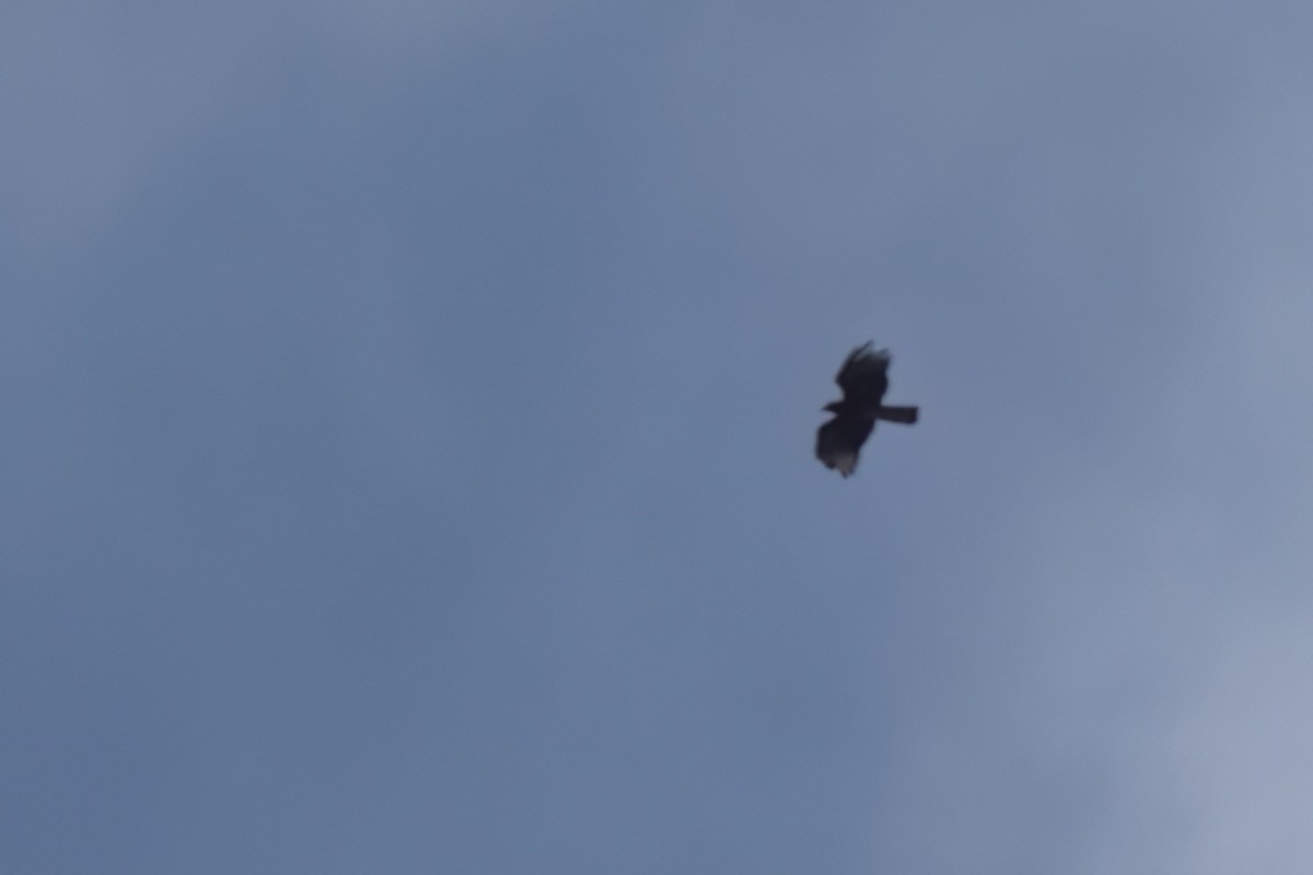 Hook-billed Kite - ML646493942