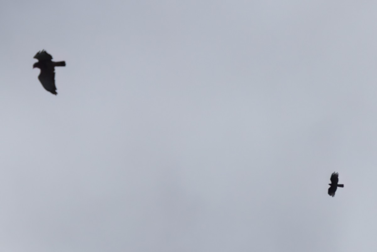 Hook-billed Kite - ML646493943