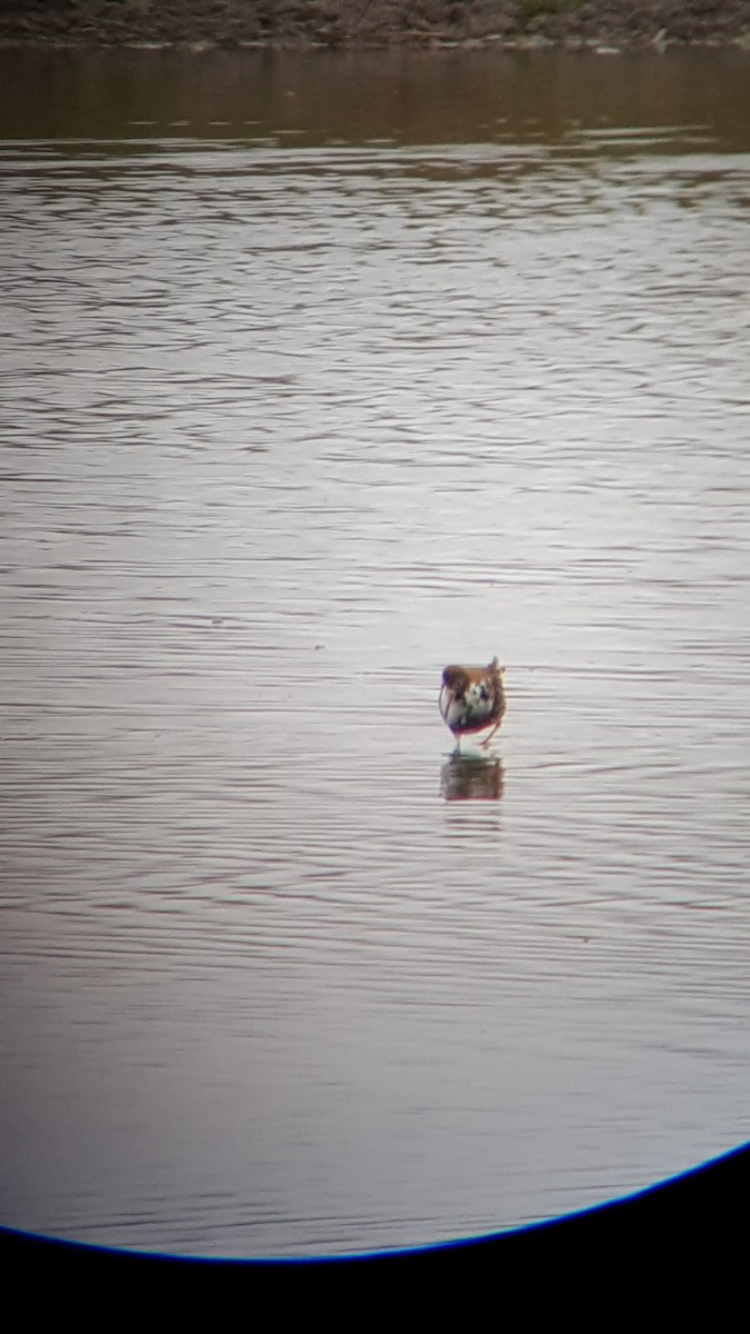 Combattant varié - ML646493944