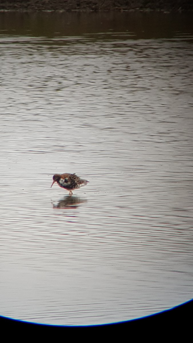 Combattant varié - ML646493945