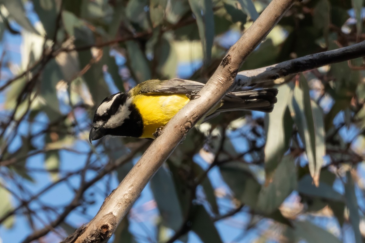 Eastern Shrike-tit - ML646493946