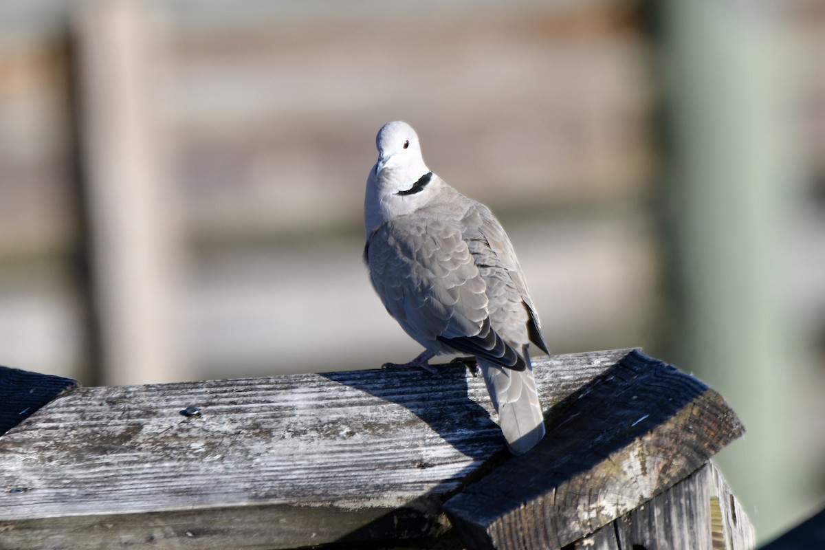 Eurasian Collared-Dove - ML646493953