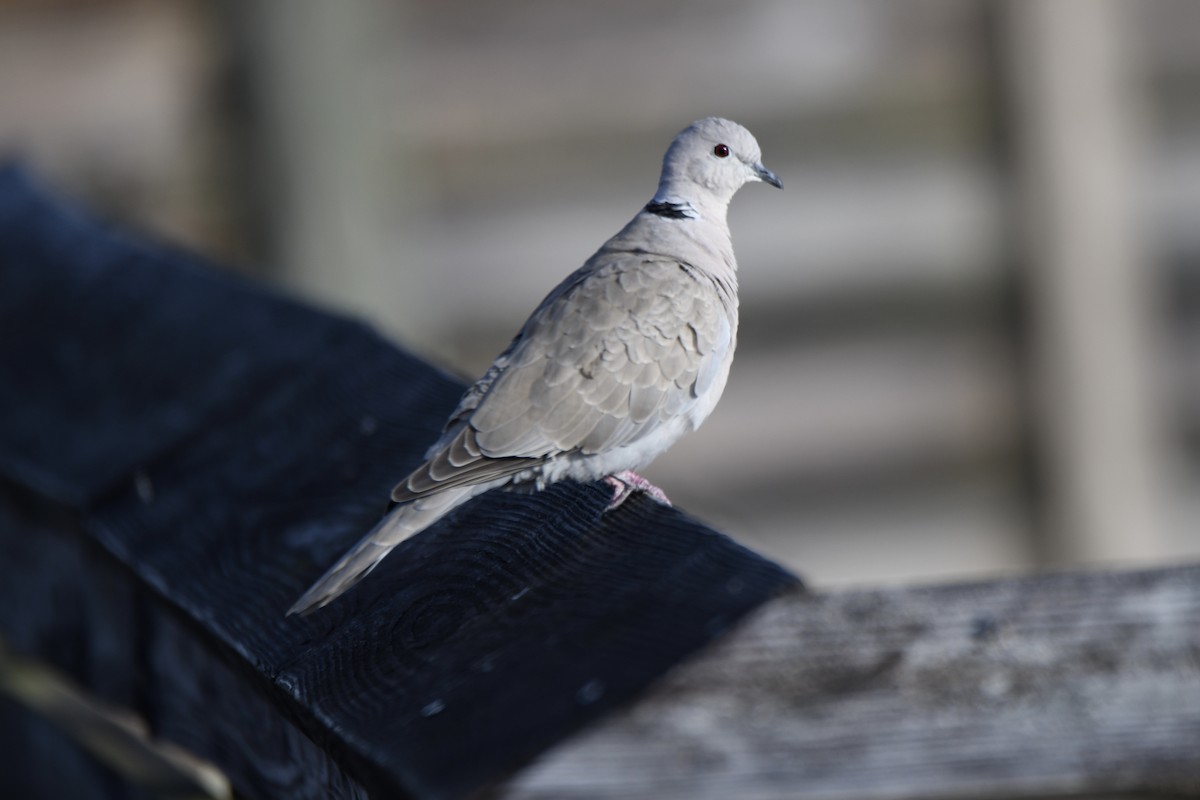 Eurasian Collared-Dove - ML646493954