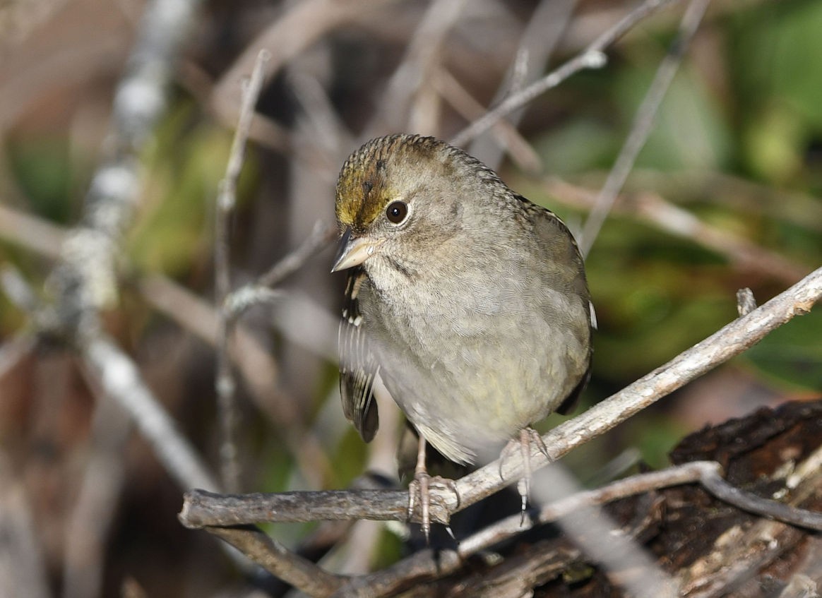 Golden-crowned Sparrow - ML646493955