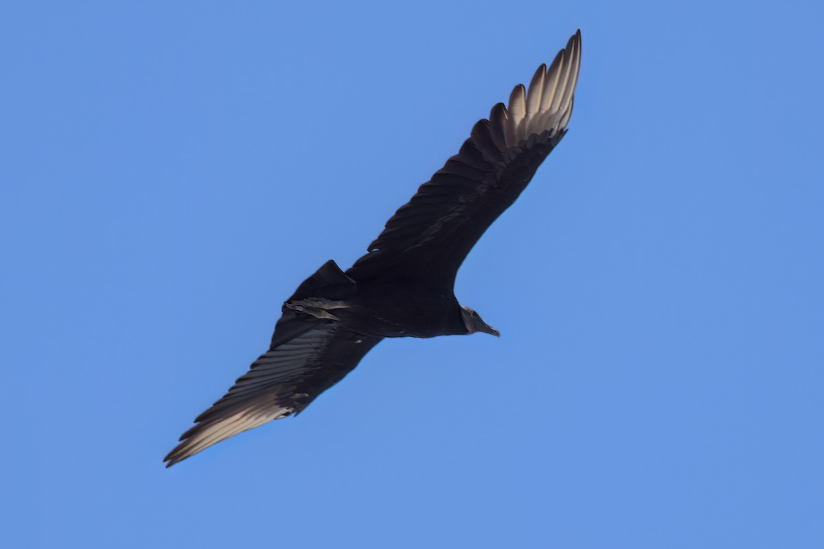 Urubu noir - ML646493957