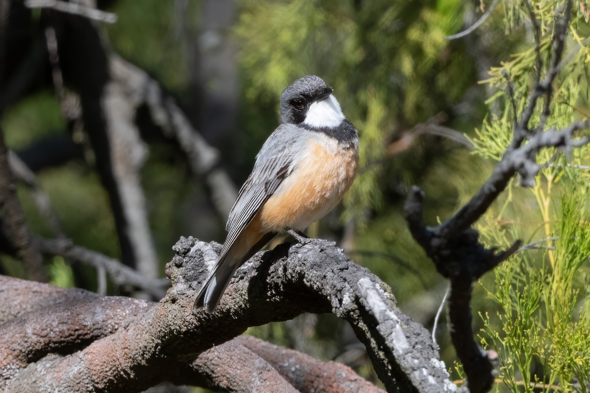 Rufous Whistler - ML646493959
