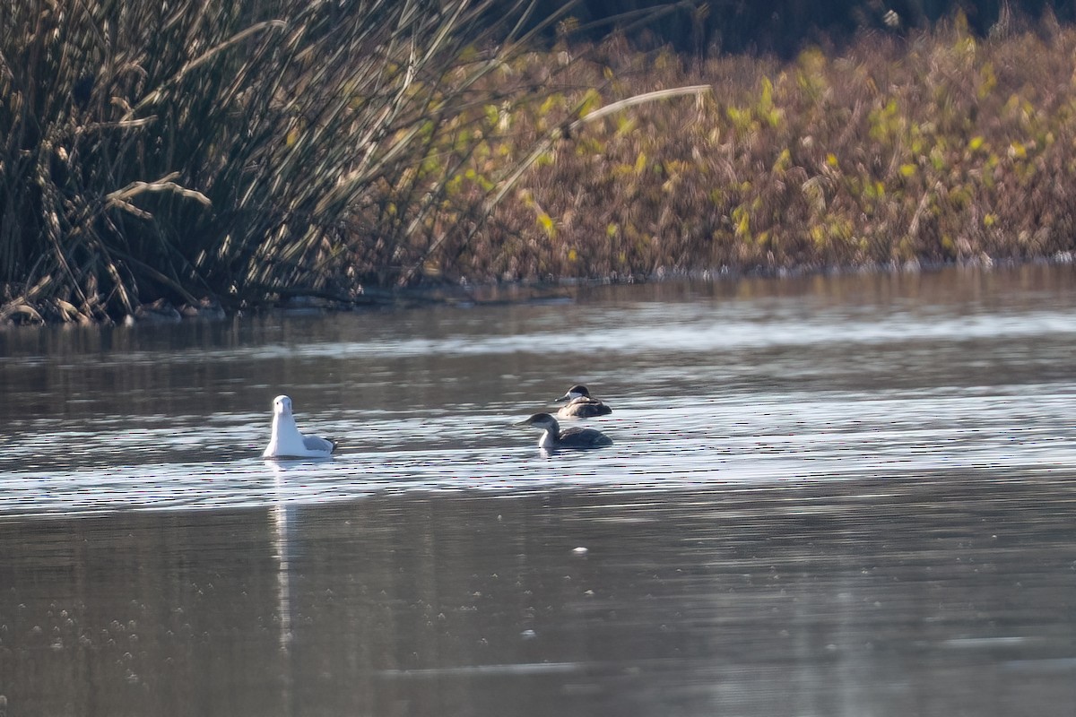 Red-necked Grebe - ML646493960