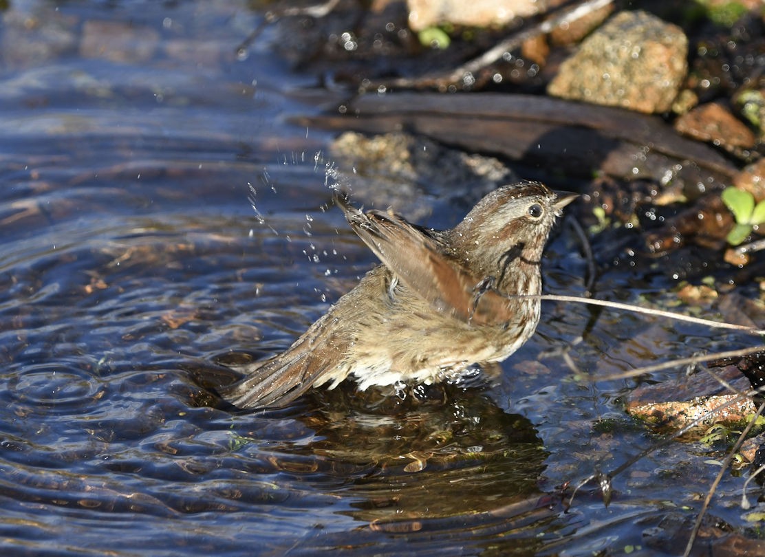 Song Sparrow - ML646493961