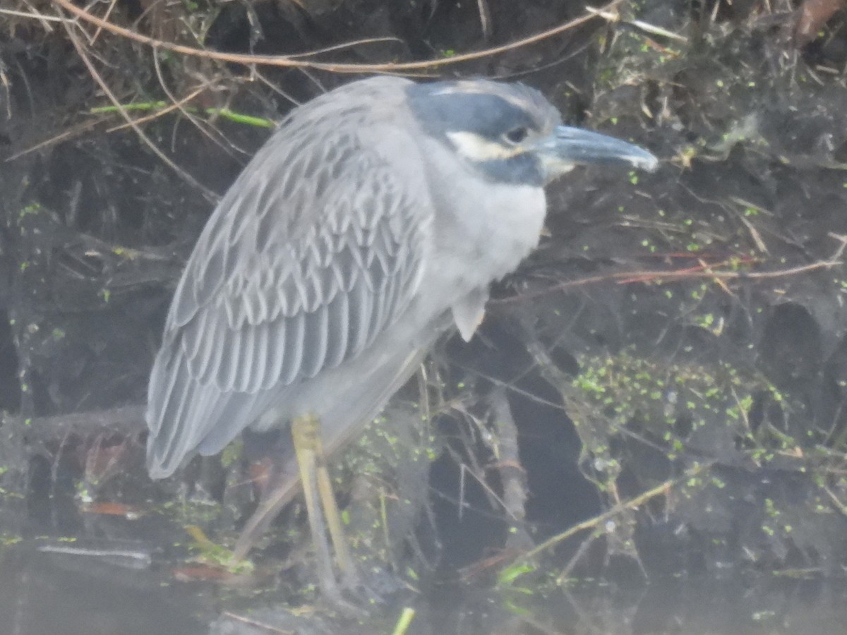 Sarı Tepeli Gece Balıkçılı - ML646493964