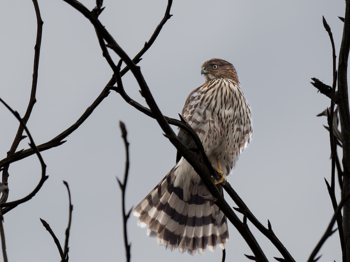 Cooper's Hawk - ML646493965