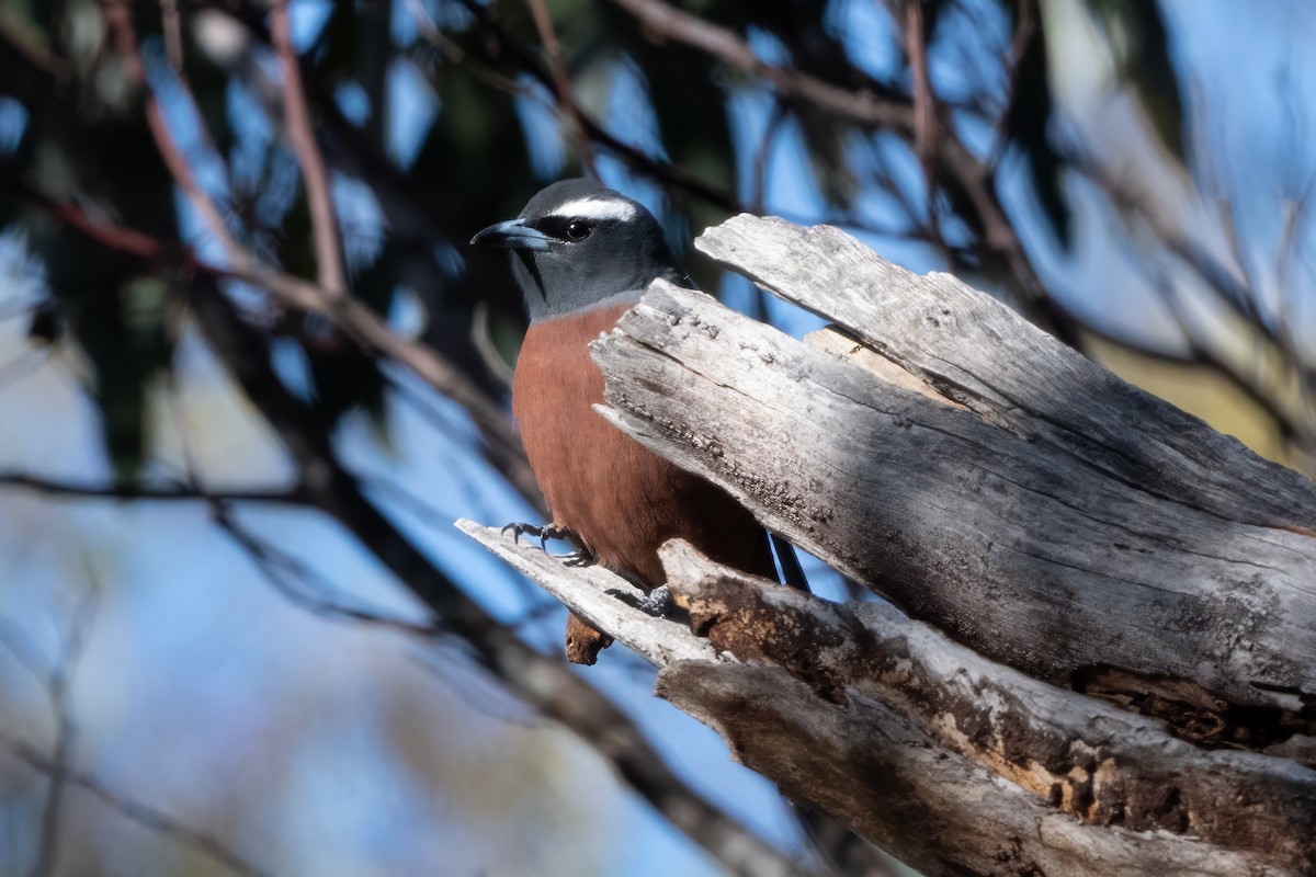 White-browed Woodswallow - ML646493968