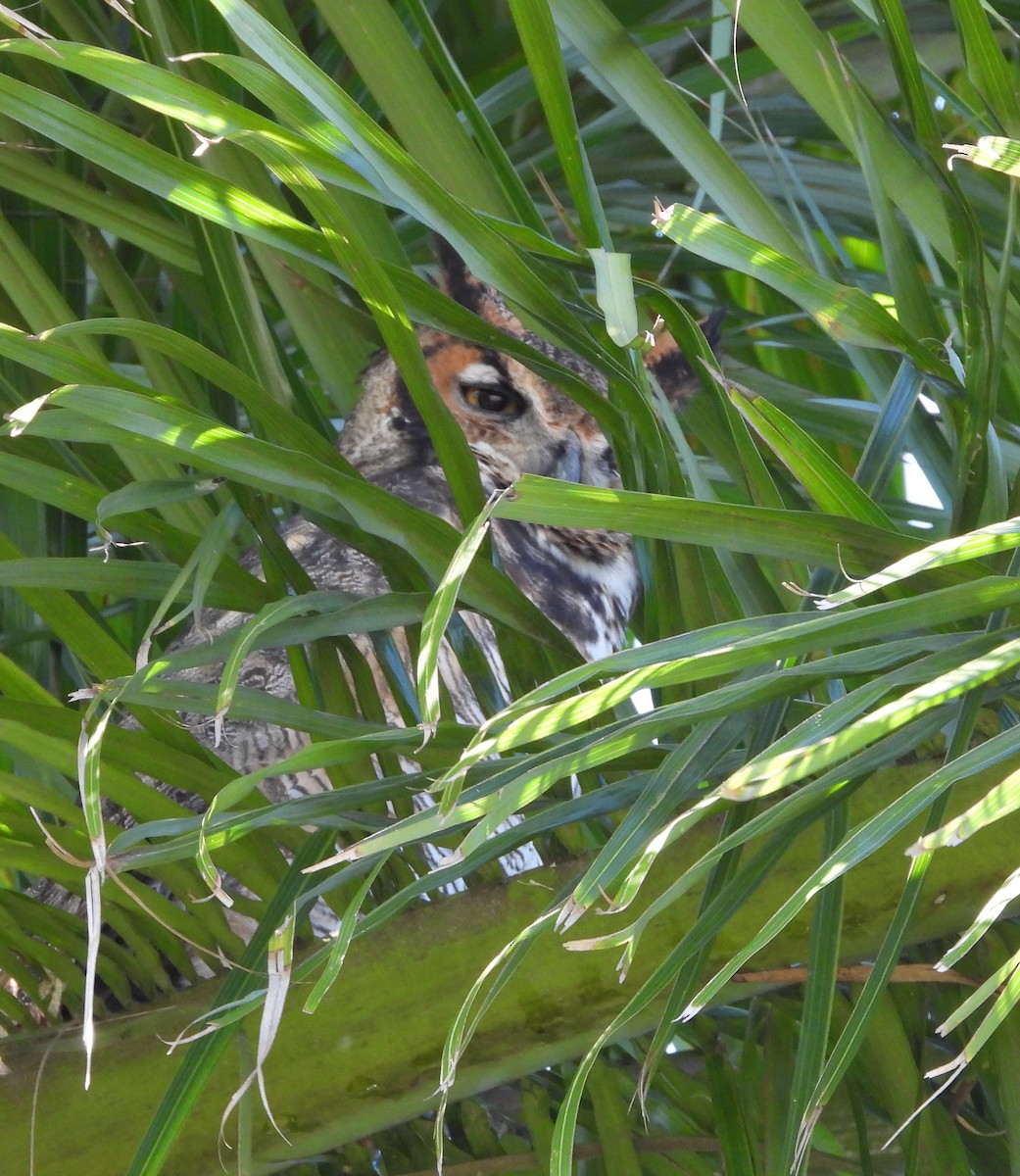 Great Horned Owl - ML646493970