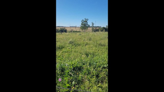 Red-legged Seriema - ML646493972