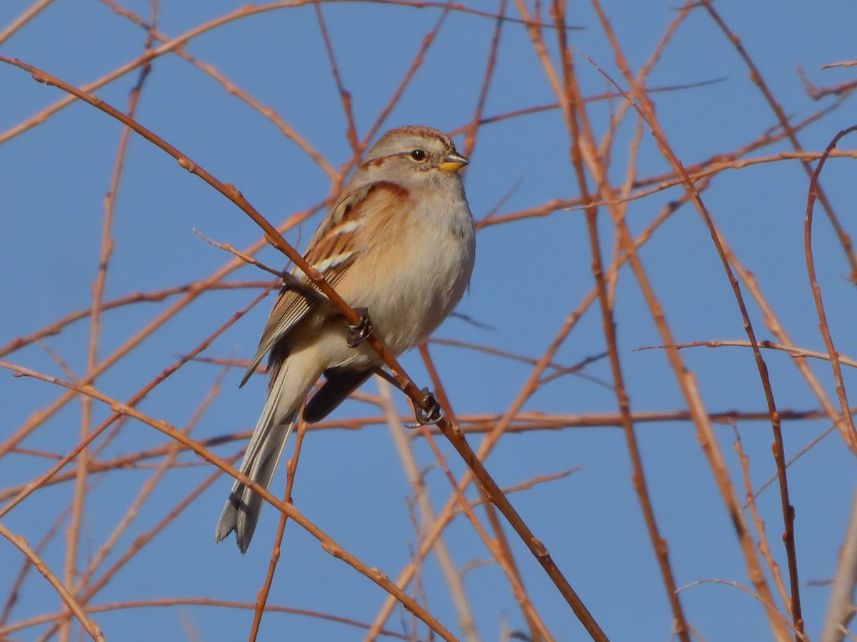 American Tree Sparrow - ML646493973