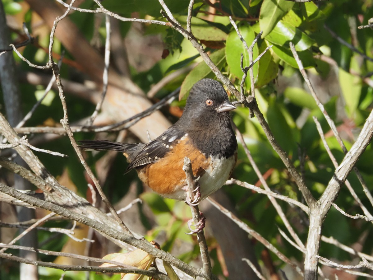 Spotted Towhee - ML646493974