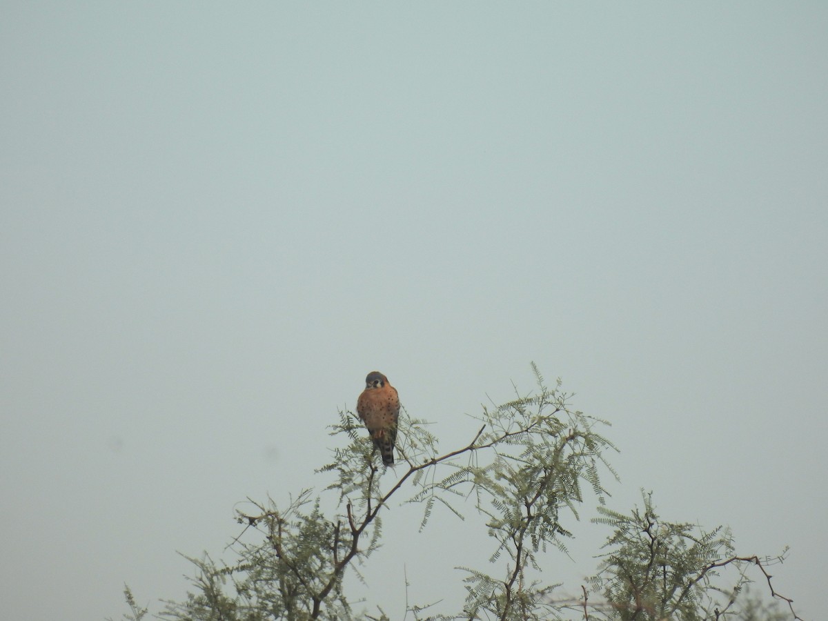 American Kestrel - ML646493975