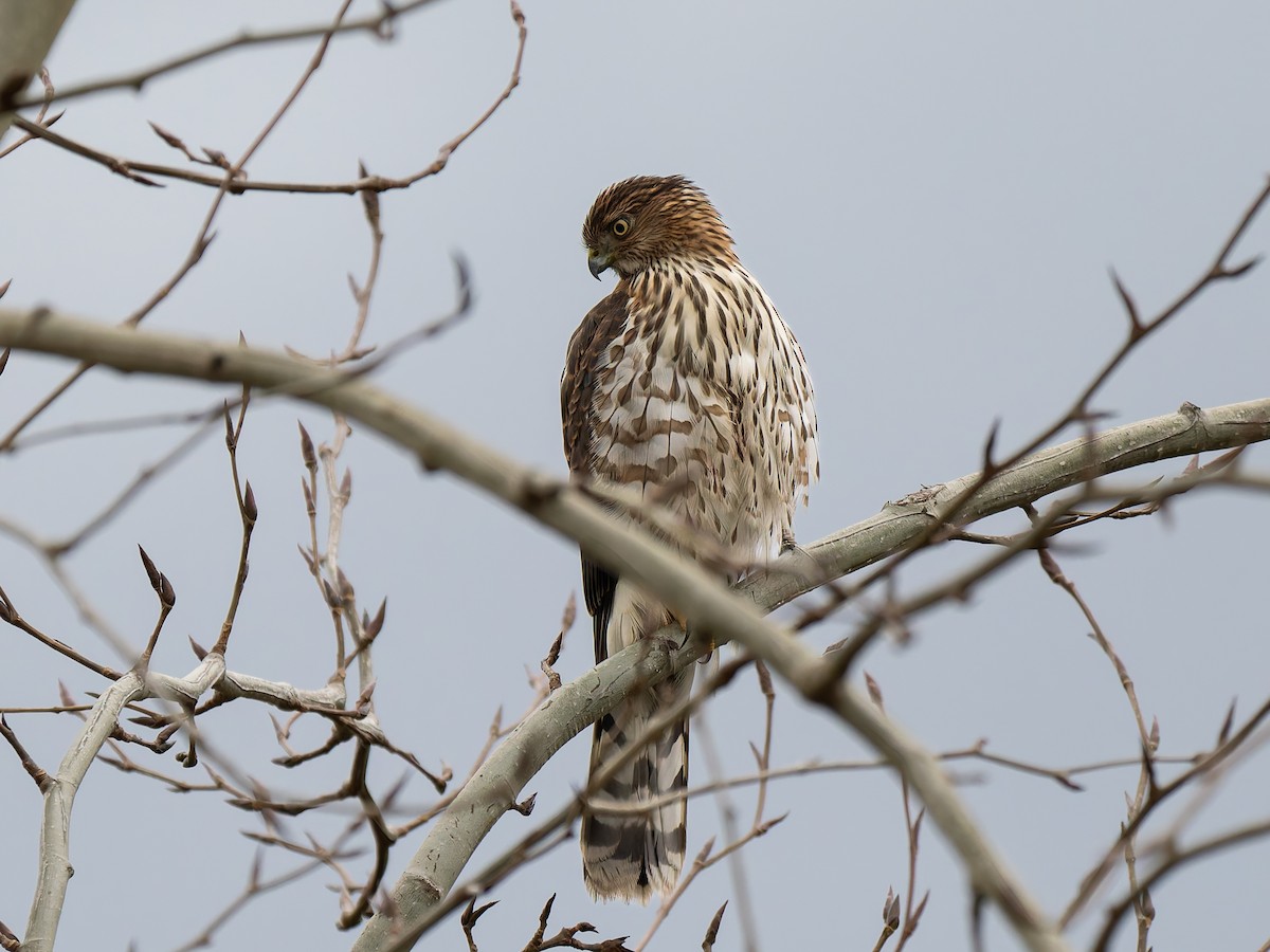 Cooper's Hawk - ML646493976