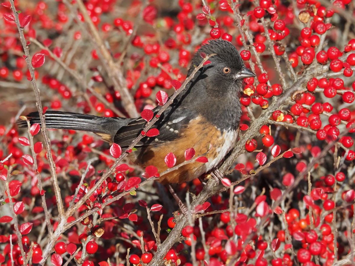 Spotted Towhee - ML646493979