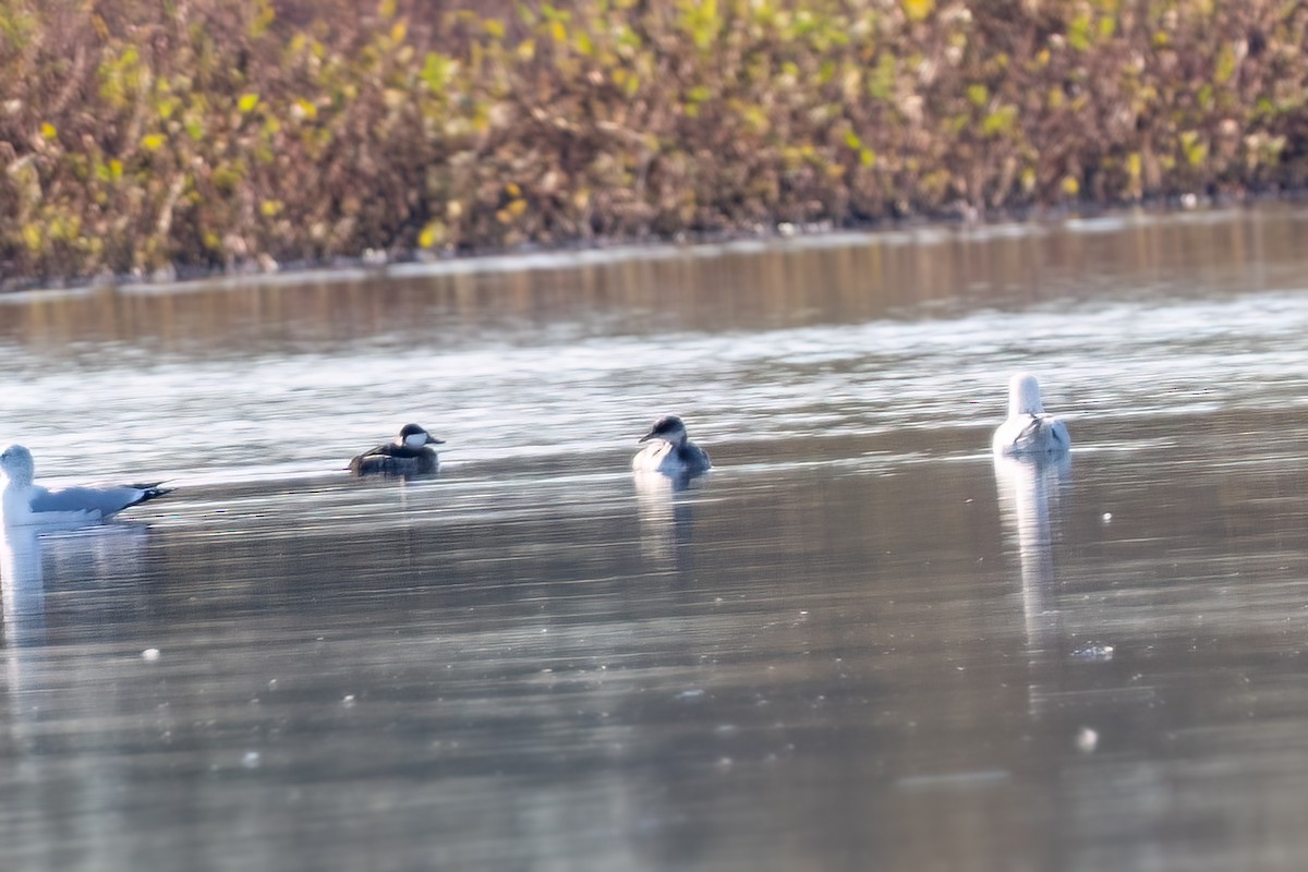 Red-necked Grebe - ML646493983