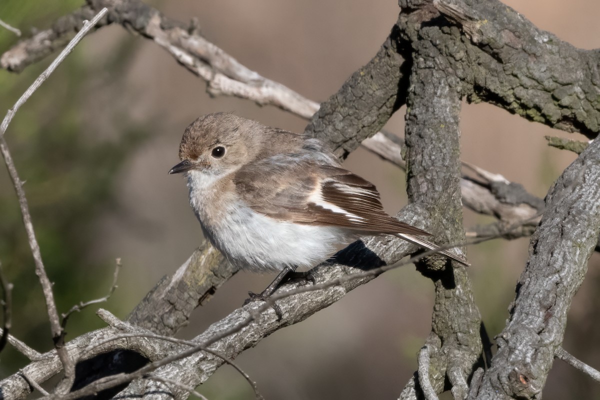 Red-capped Robin - ML646493984