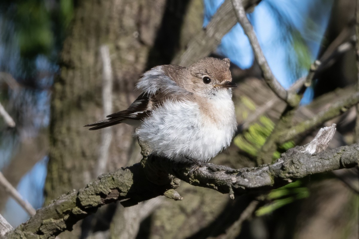 Red-capped Robin - ML646493985