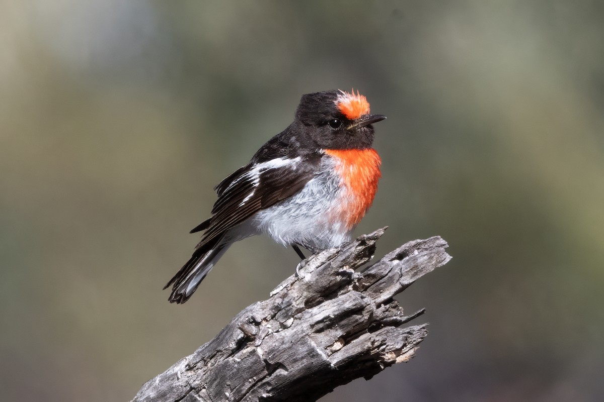 Red-capped Robin - ML646493986