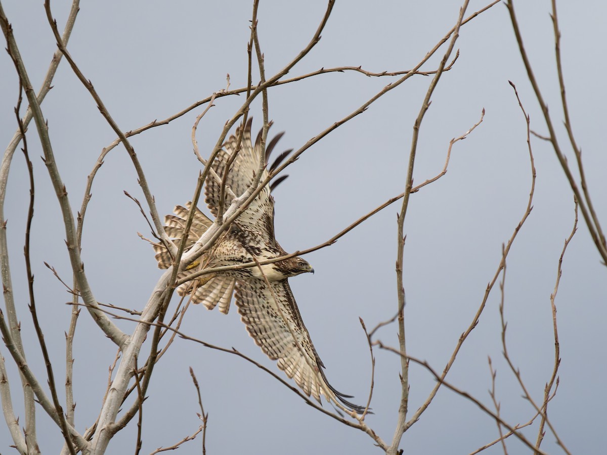 Red-tailed Hawk - ML646493987