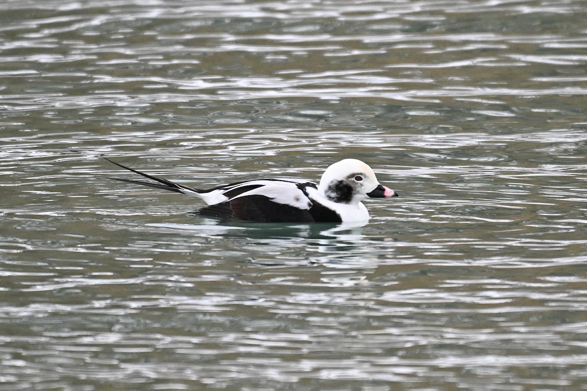 長尾鴨 - ML646493995