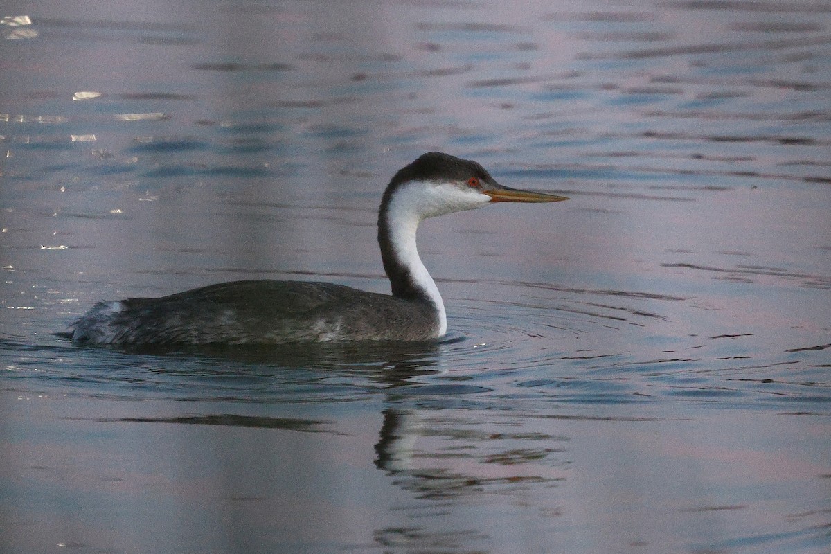 Renn- x Clarktaucher (Hybrid) - ML646493999