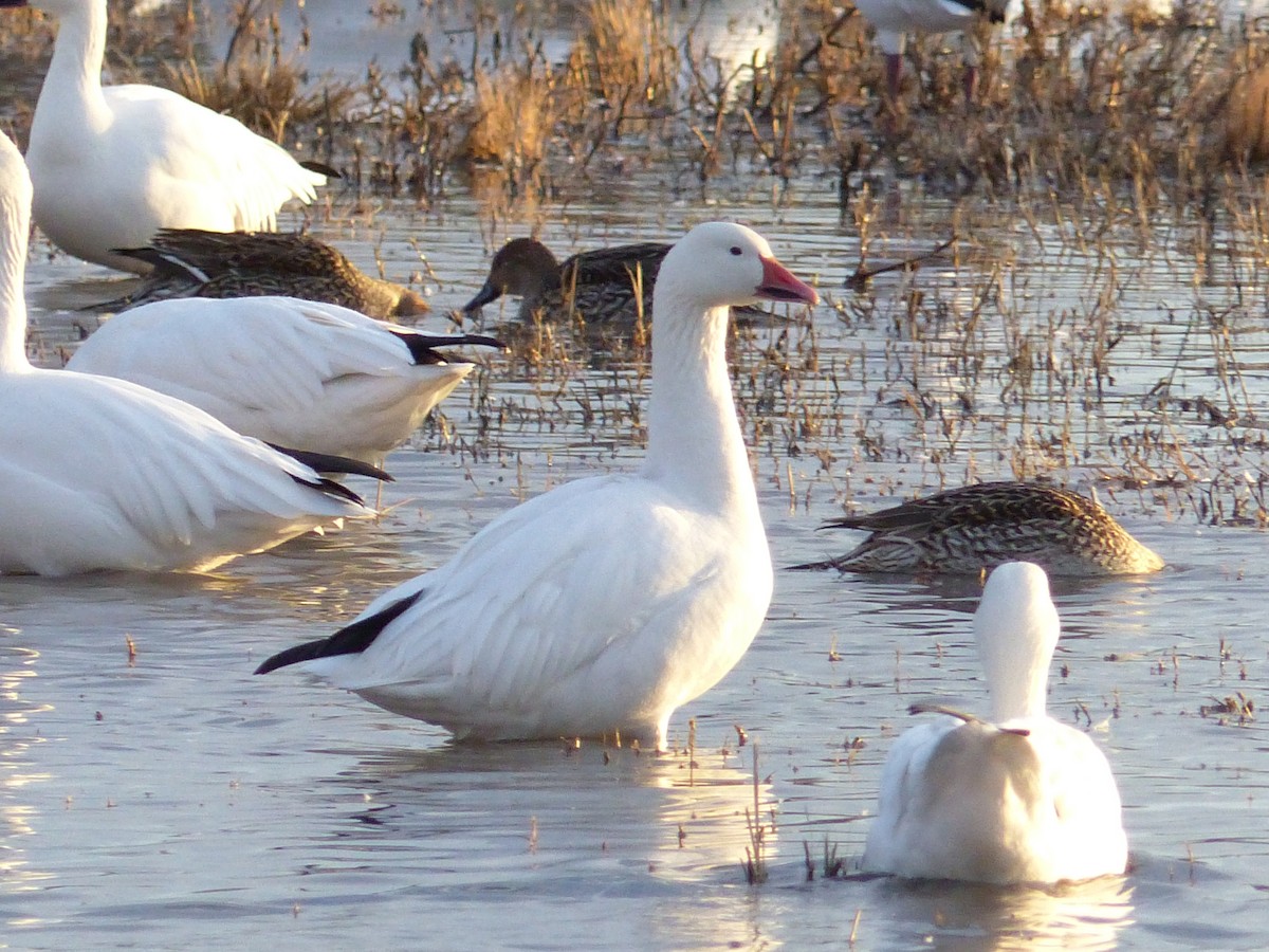 Snow Goose - ML646494001