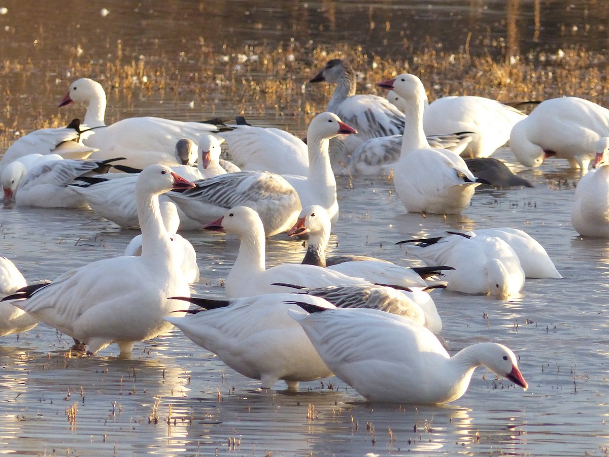 Snow Goose - ML646494002