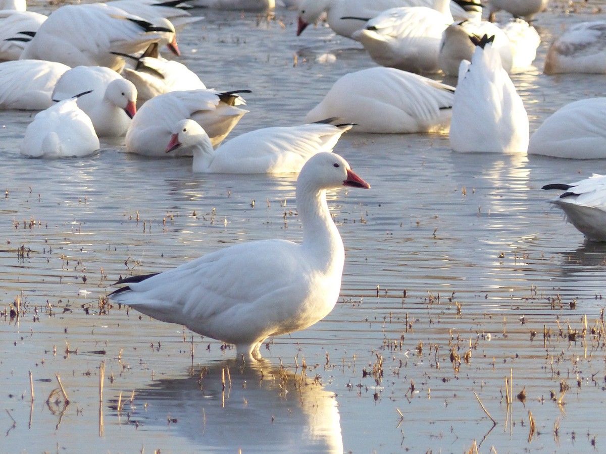 Snow Goose - ML646494003