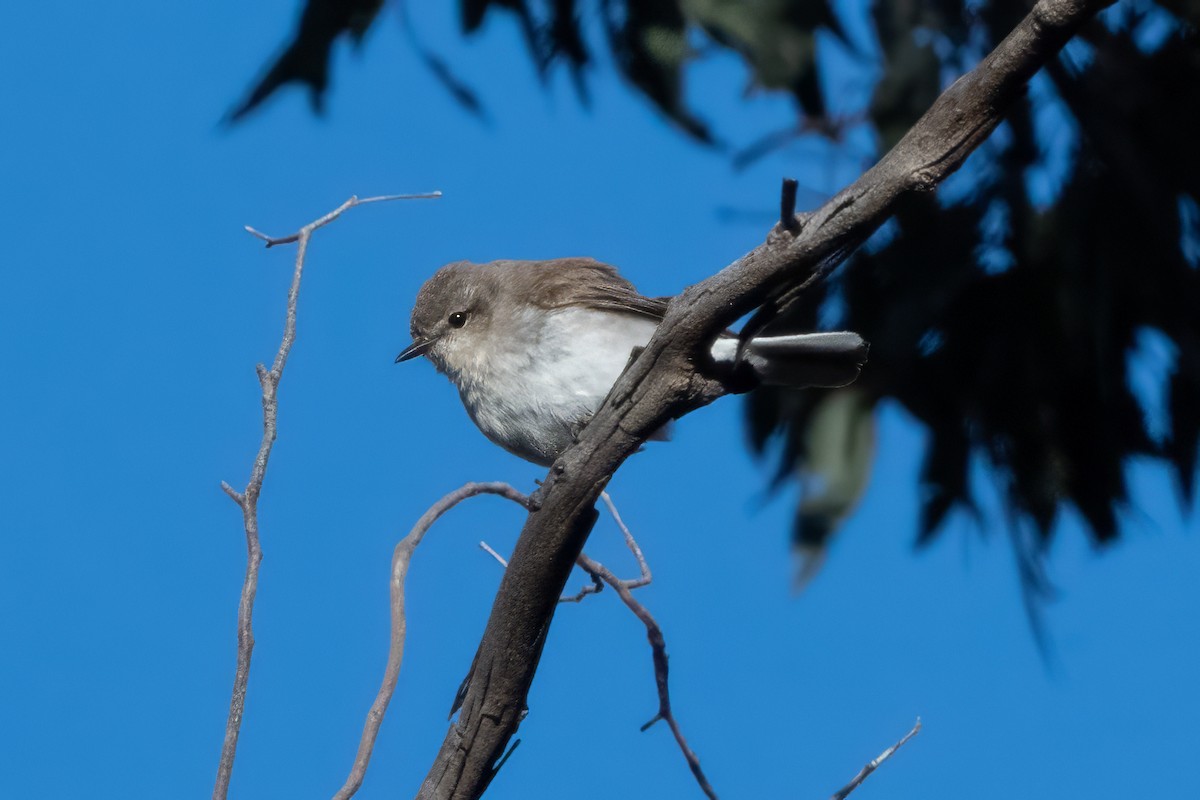 Jacky-winter - ML646494005