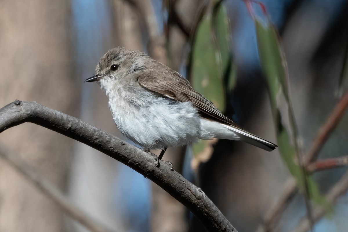 オジロオリーブヒタキ - ML646494006