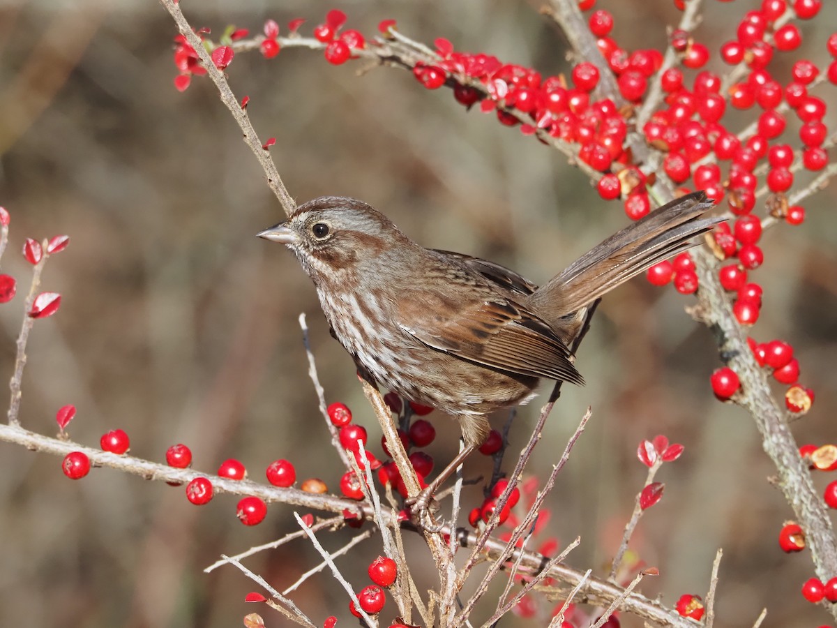 Song Sparrow - ML646494007