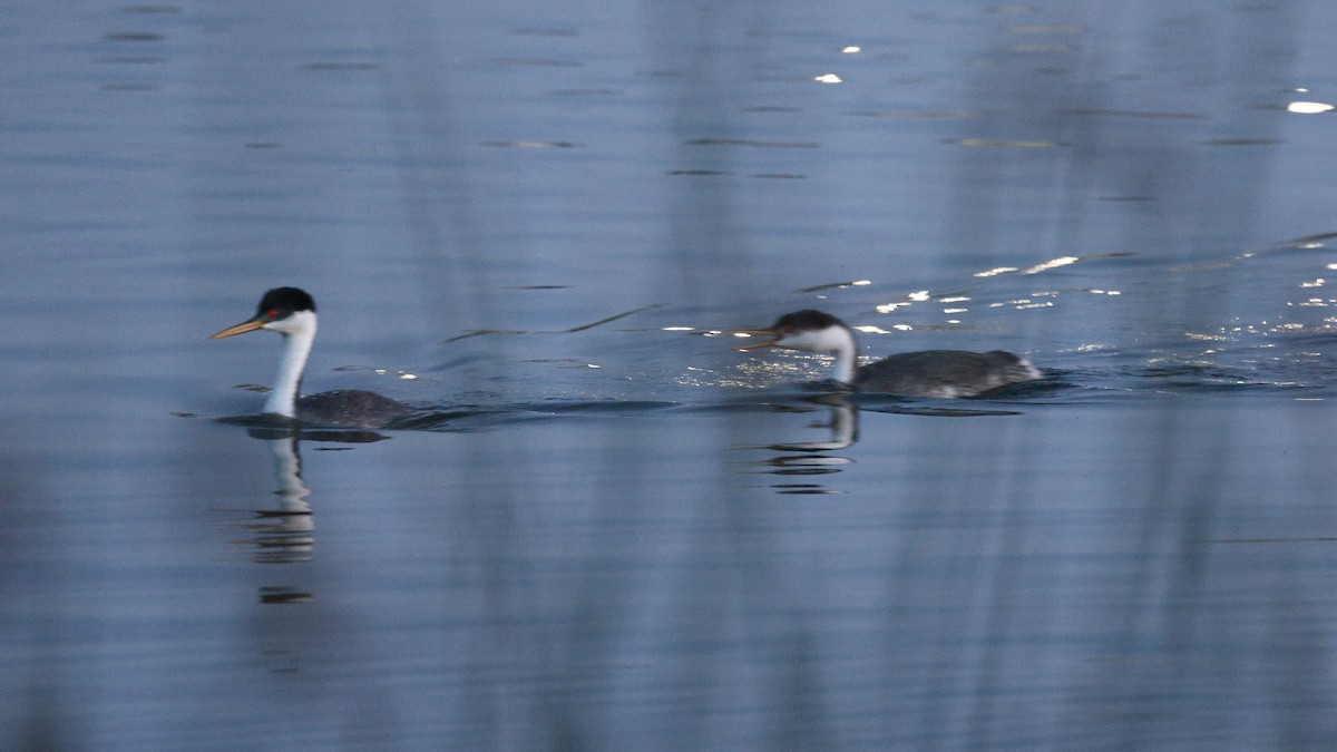 Renn- x Clarktaucher (Hybrid) - ML646494008