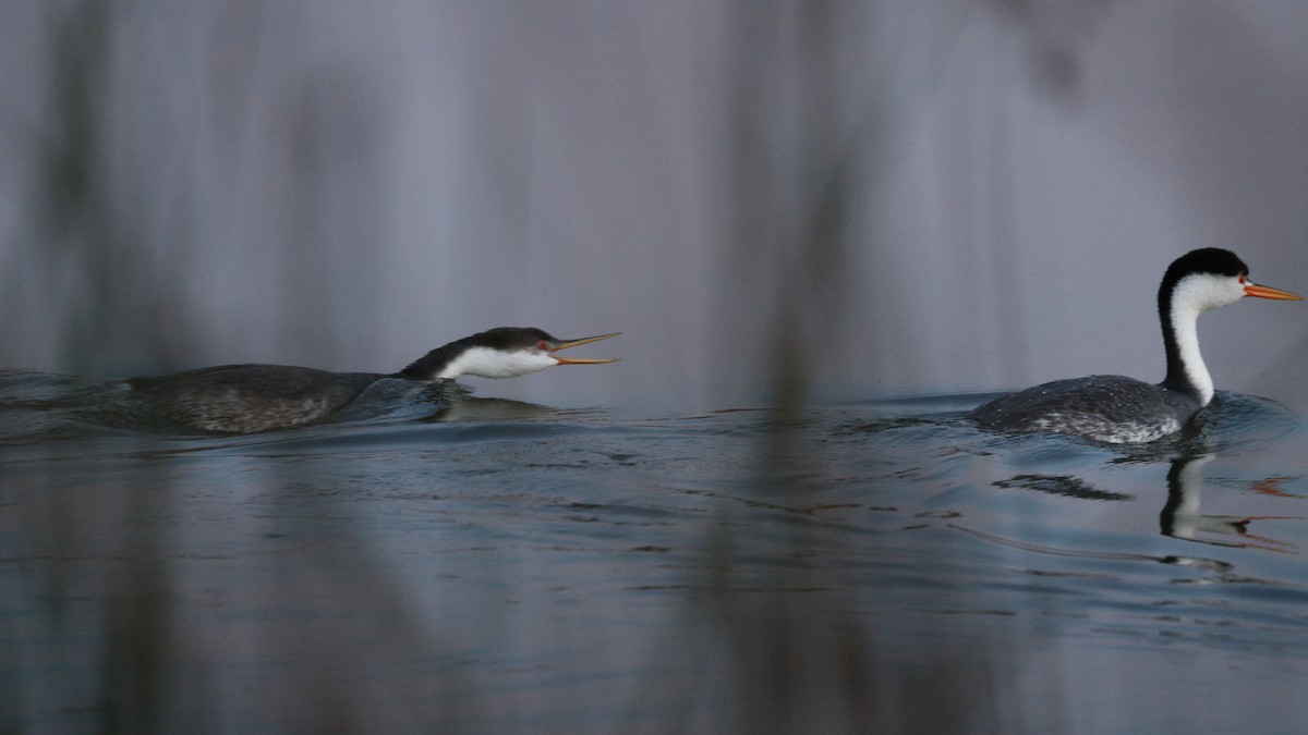 Renn- x Clarktaucher (Hybrid) - ML646494010