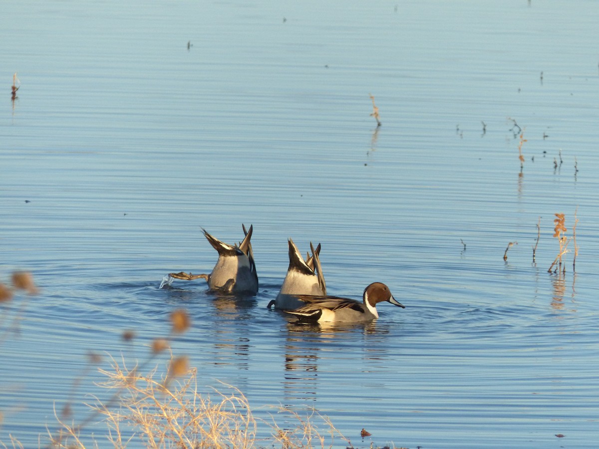 Northern Pintail - ML646494012