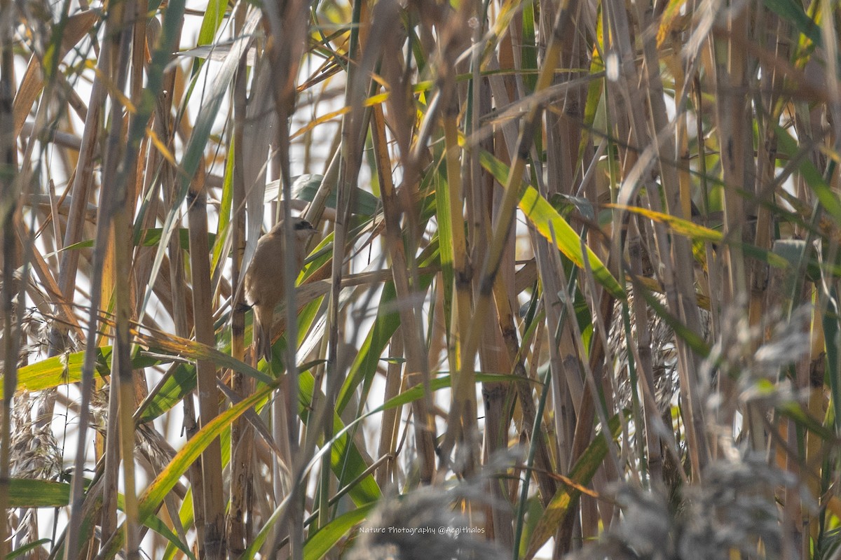 Chinese Penduline-Tit - ML646494013