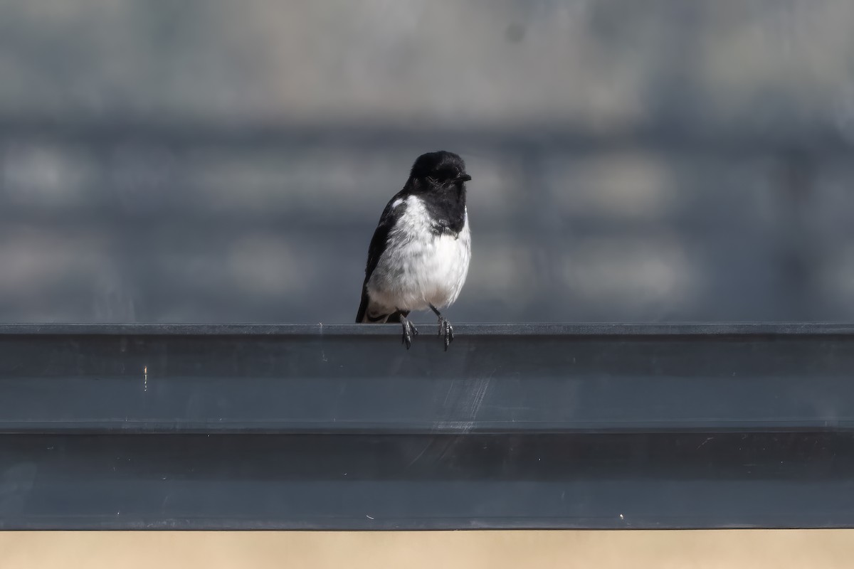 Hooded Robin - ML646494014