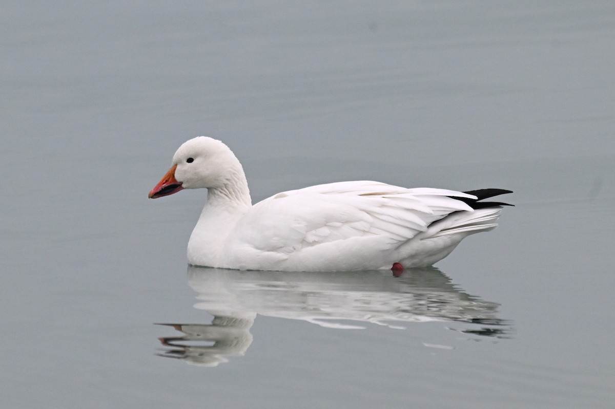 Snow Goose - ML646494018