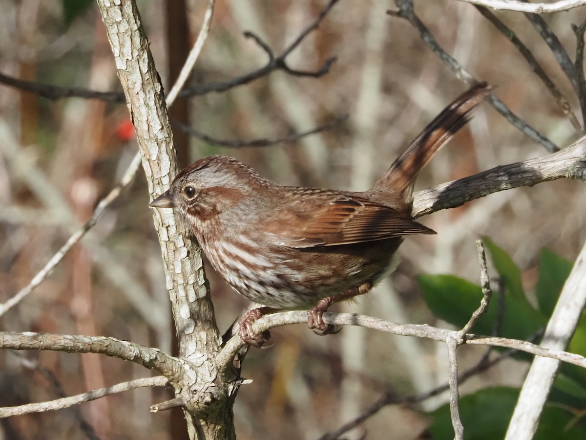 Song Sparrow - ML646494024