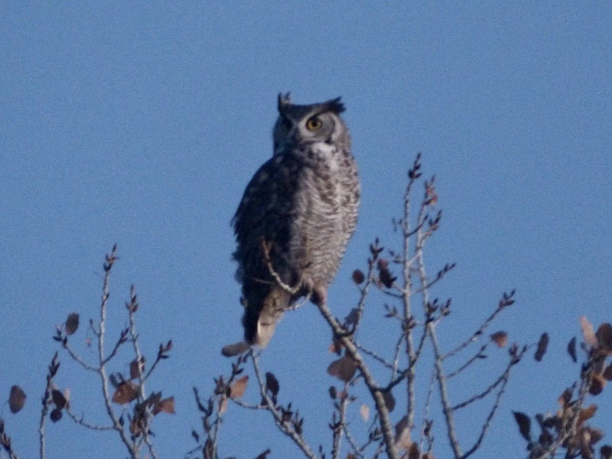 アメリカワシミミズク - ML646494027